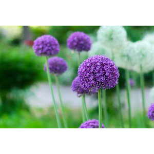 Okrasný cesnak (Allium) ´OSTARA´, kont. C2L